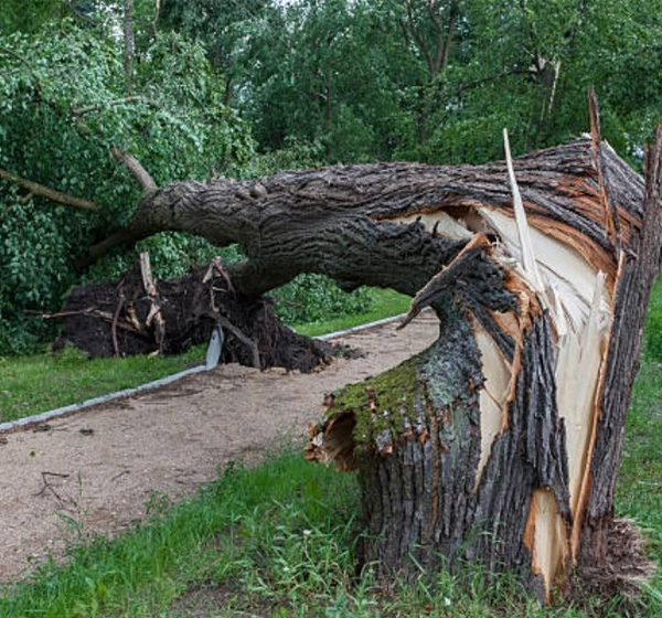 Tree Removal near me