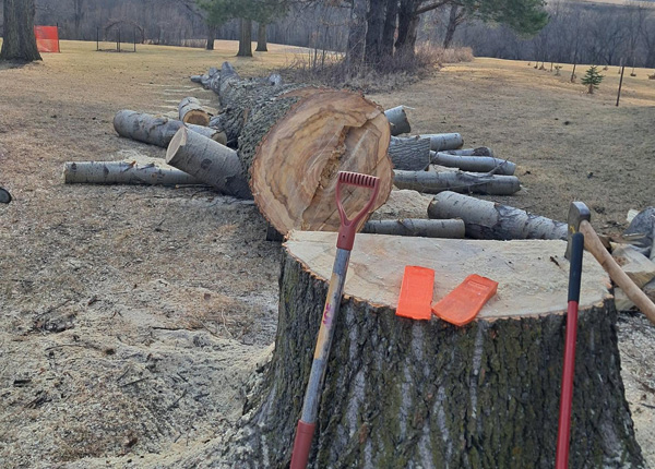 Large Tree Removal Specialists
