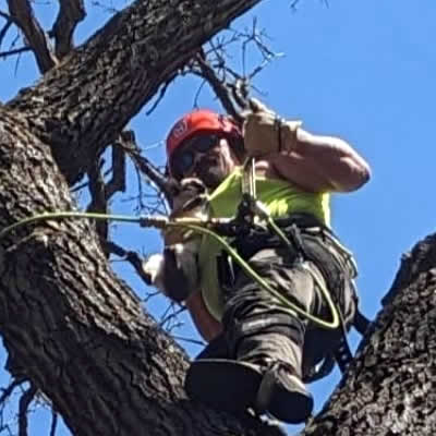 Local Tree Services WI