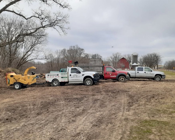 Tree Removal for Lot Clearing Projects