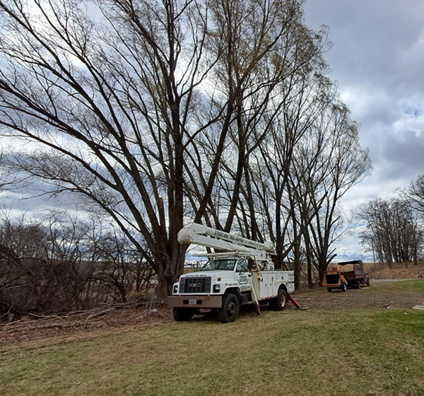 Professional Land Clearing Solutions