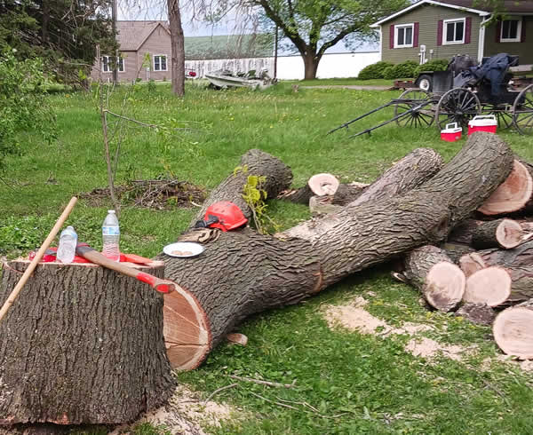 PRofessional Tree Removal Baraboo WI