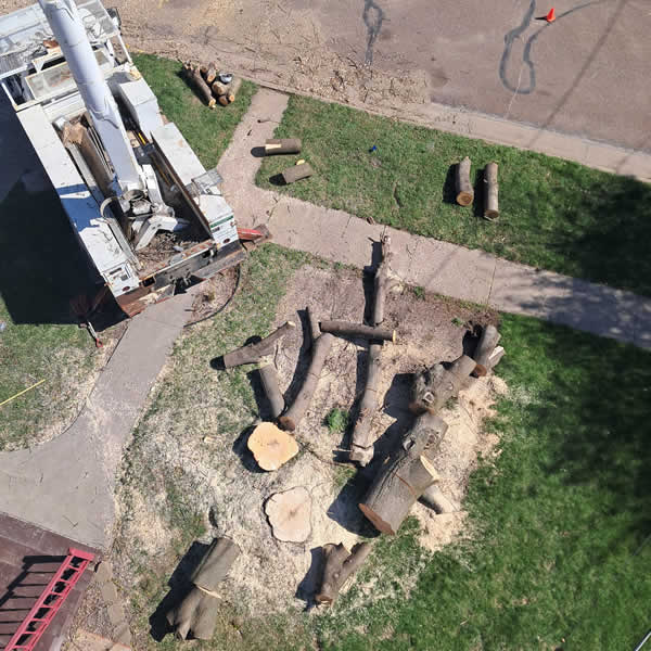 Professional Tree Removal Services