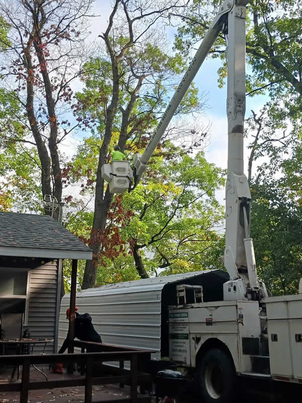 Professional Tree Trimming Services