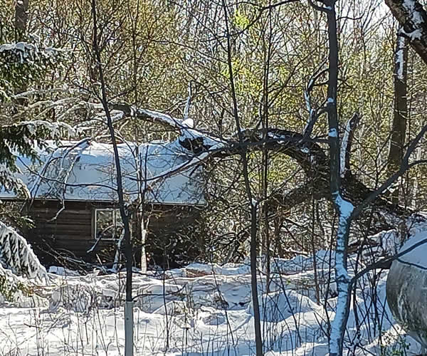 Storm Damage Prevention Tree Trimming near me