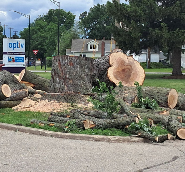 Storm Damage Tree Removal