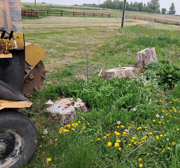 Stump Grinding Services near me
