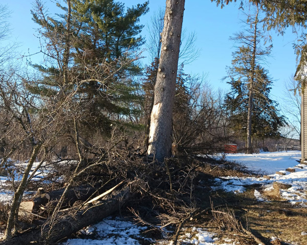 Tree & Brush Removal