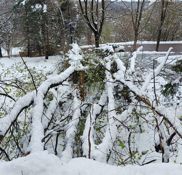 Tree Removal Services near me