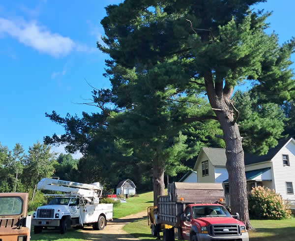 Tree Trimming & Pruning Services Baraboo WI