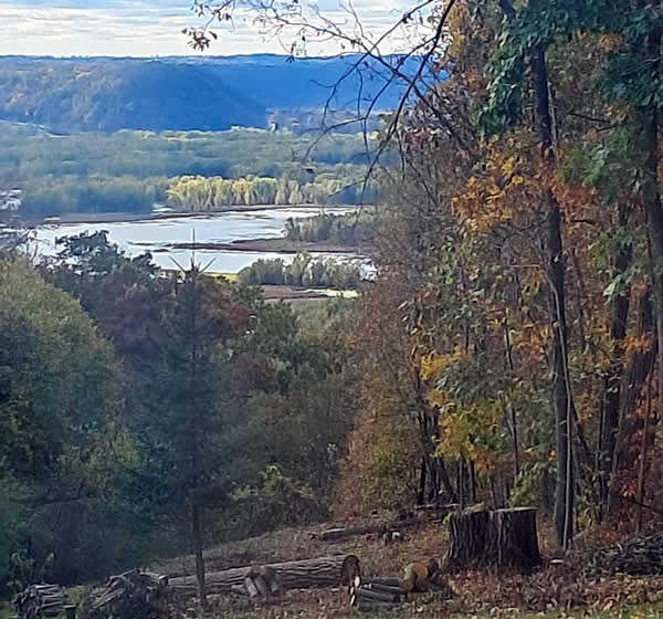 Tree Trimming near me