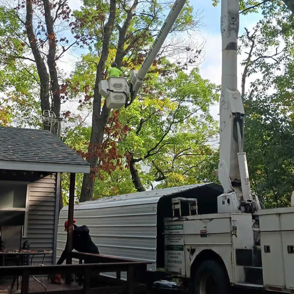 Vernon County WI Tree Trimming Services