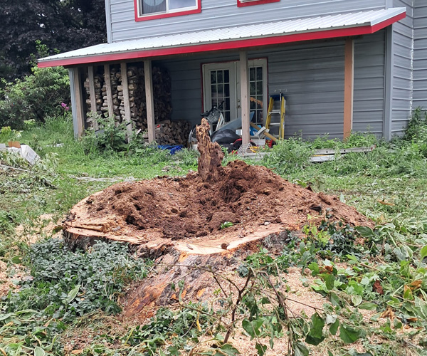 Why Remove Tree Stumps?