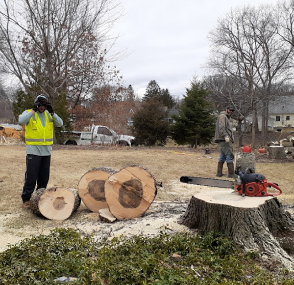 Why White Oak Is One of the Best Firewoods Available